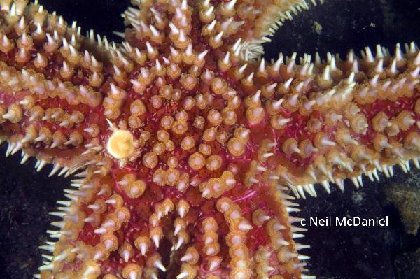 Photo of Orthasterias koehleri by <a href="http://www.seastarsofthepacificnorthwest.info/">Neil McDaniel</a>